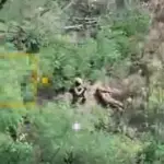 Двоє українських військовослужбовців Національної гвардії у лісосмузі поблизу Добропілля, Донецька область